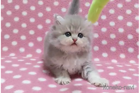 成約済の愛知県のミヌエット-88853の2枚目